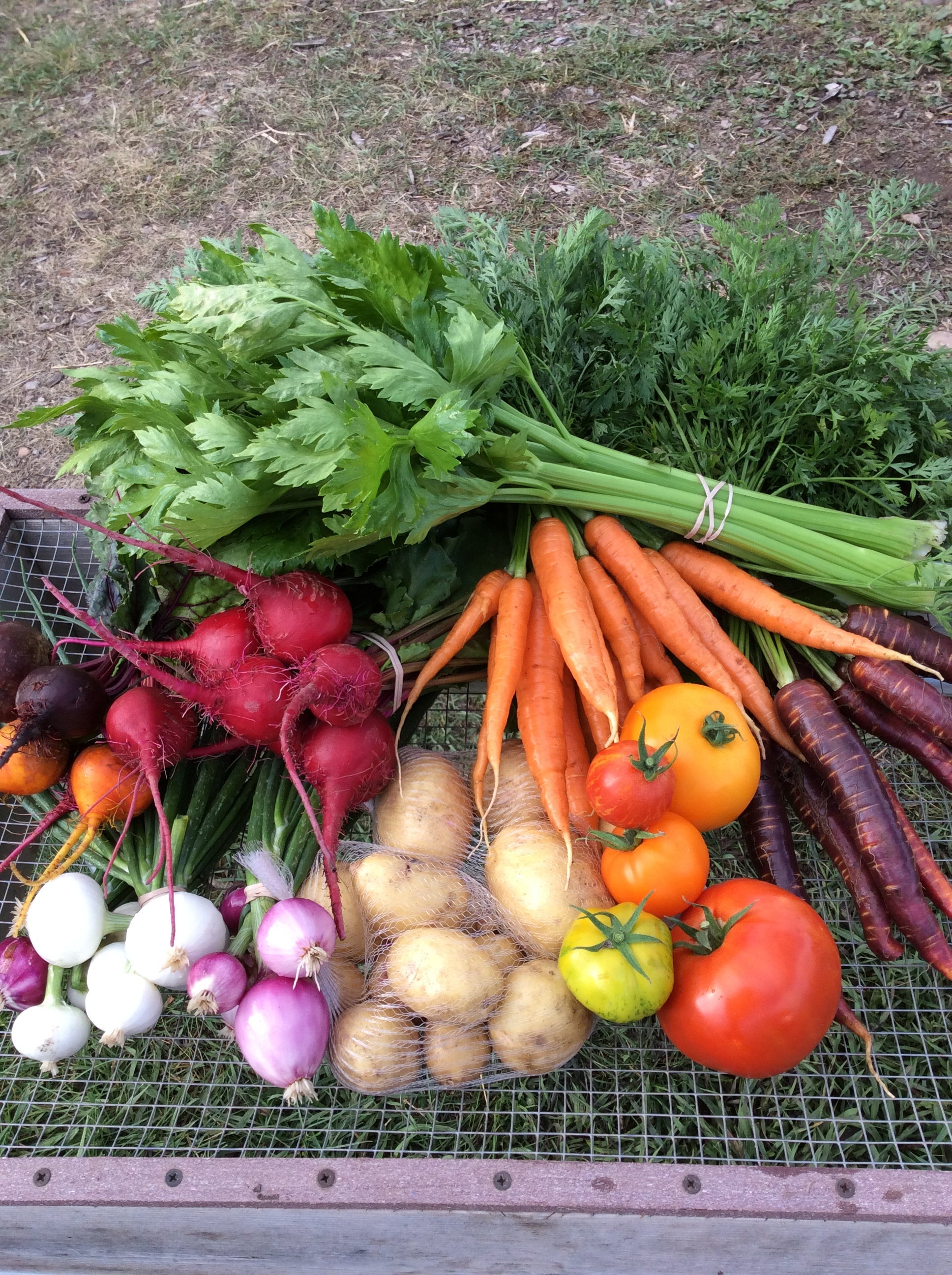 Weekly Summer Vegetable Share | Copper Moose Farm